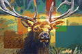 Buck Elk