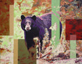 Forest Bear