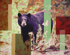 Forest Bear