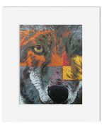 The Coyote